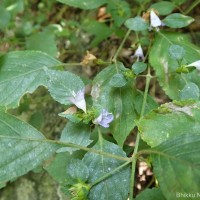 Strobilanthes adenophora Nees
